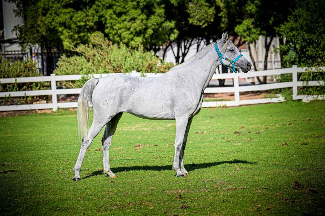 HH SB Mousafeerah Mouftakerah